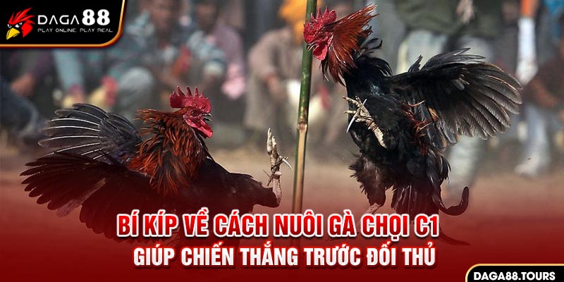 Bí kíp về cách nuôi gà chọi C1 giúp chiến thắng trước đối thủ