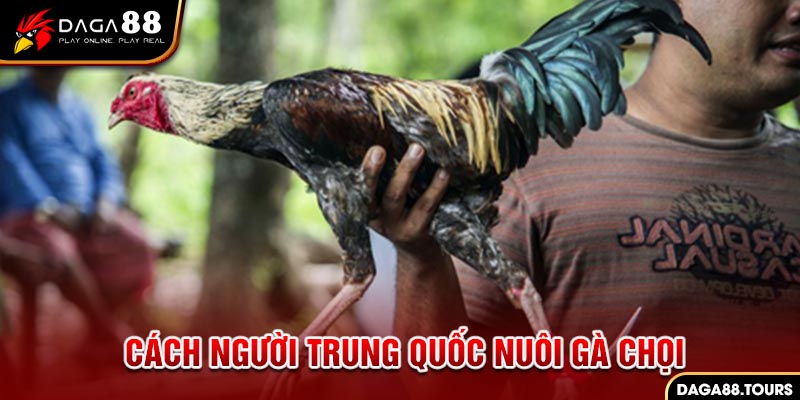 Tìm hiểu về cách người Trung Quốc nuôi gà chọi