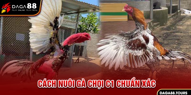 Việc nuôi gà chọi cần những yếu tố nào ?