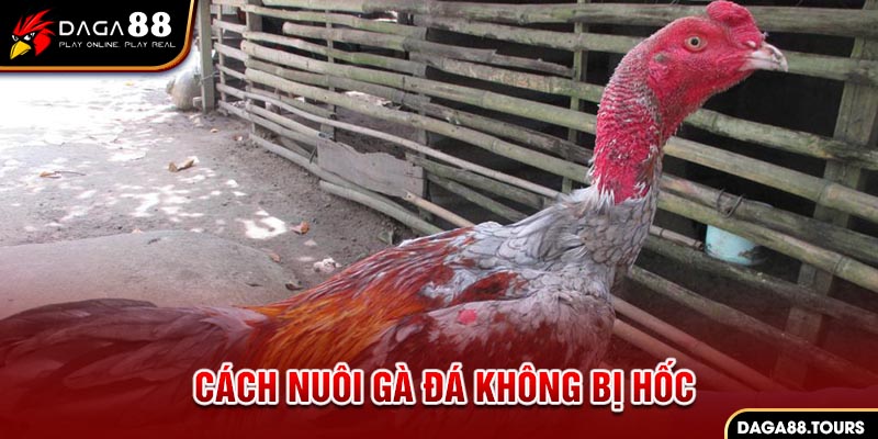 cách nuôi gà đá không bị hốc