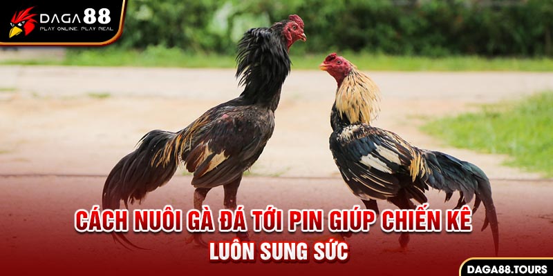 Cách Nuôi Gà Đá Tới Pin Giúp Chiến Kê Luôn Sung Sức 