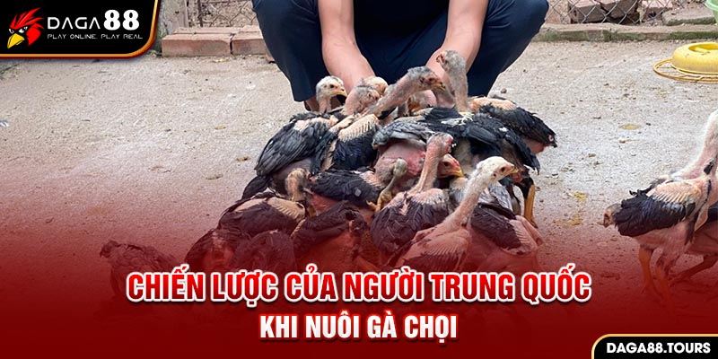 Xây dựng chiến lược là cách người Trung Quốc nuôi gà chọi