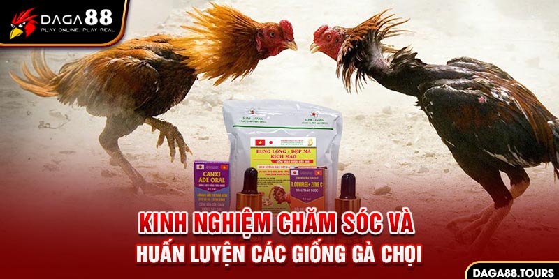 Giải Mã Thuốc Nuôi Gà Đá Bo Lớn