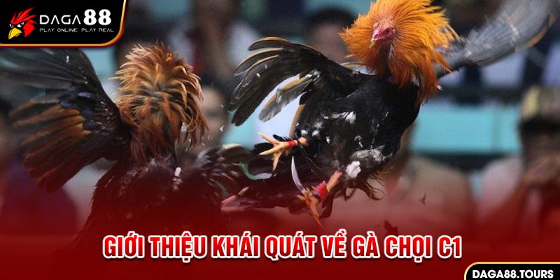 gà chọi C1