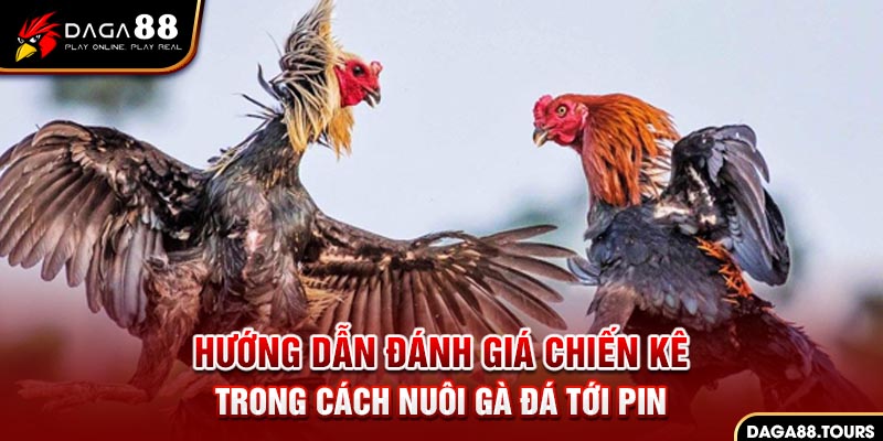 Hướng dẫn đánh giá chiến kê trong cách nuôi gà đá tới pin