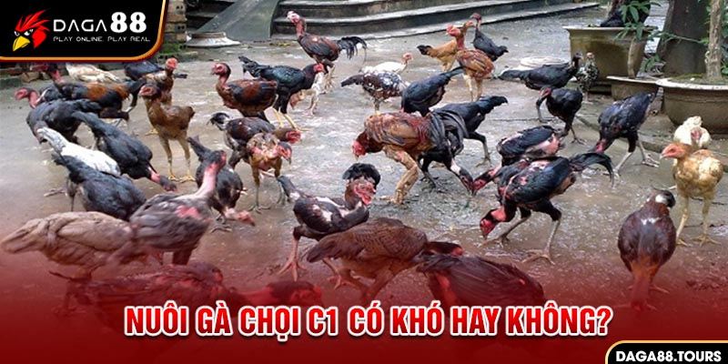 Cách nuôi gà chọi C1 có khó hay không ?