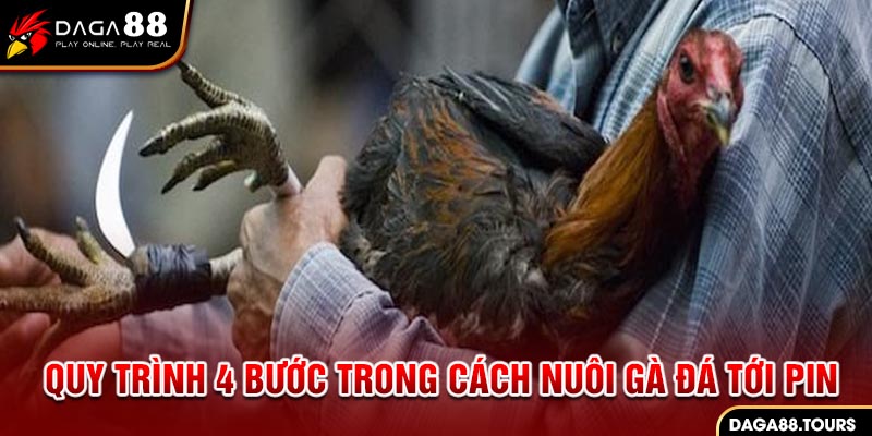 Quy trình 4 bước trong cách nuôi gà đá tới pin