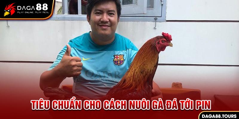 Tiêu chuẩn cho cách nuôi gà đá tới pin