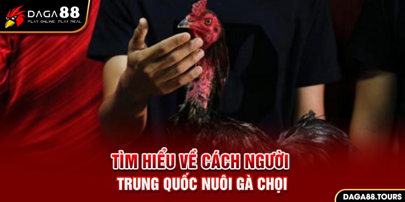 Cách người Trung Quốc nuôi gà chọi