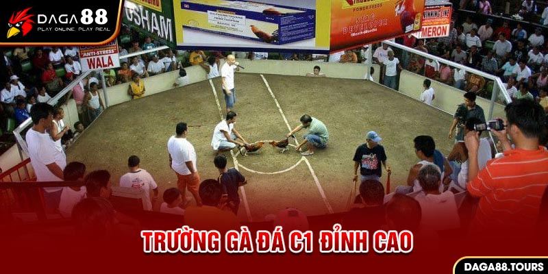 Trường gà Philippines cực hút