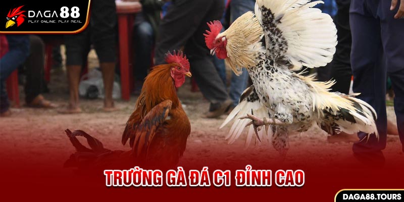 Trường gà đá C1 đỉnh cao