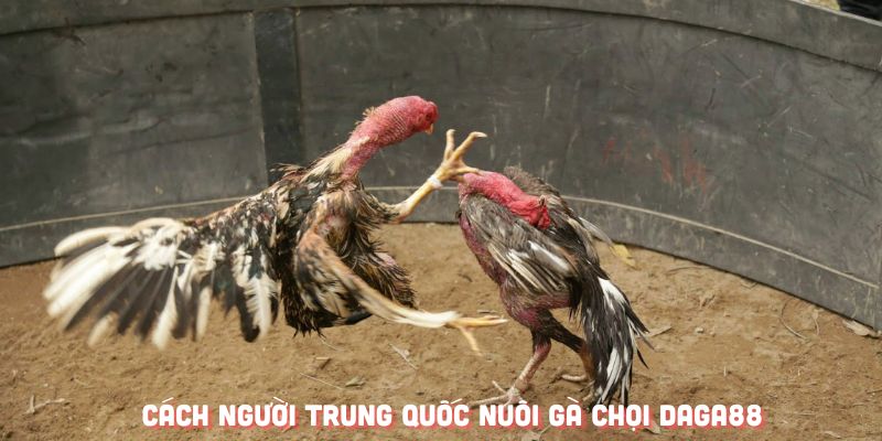 Cách người Trung Quốc nuôi gà chọi rất chăm chút đến sức khoẻ giống nòi