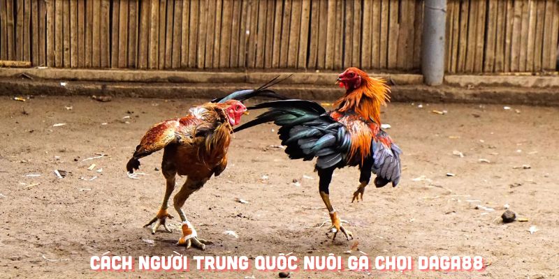 Chế độ dinh dưỡng rất quan trọng trong cách người Trung Quốc nuôi gà chọi