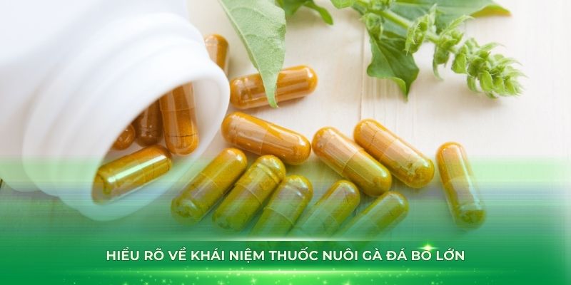 Hiểu rõ về khái niệm thuốc nuôi gà đá bo lớn