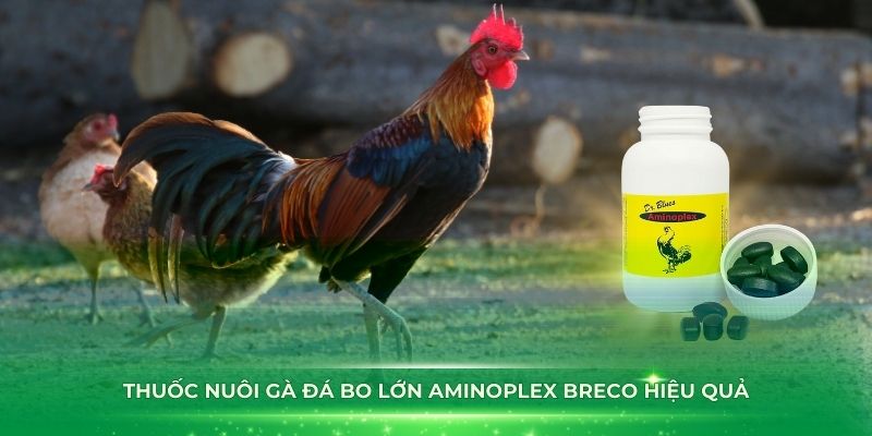 Thuốc nuôi gà đá bo lớn Aminoplex Breco hiệu quả