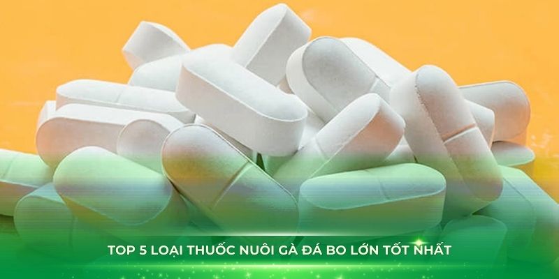 Top 5 loại thuốc nuôi gà đá bo lớn tốt nhất bạn nên sử dụng