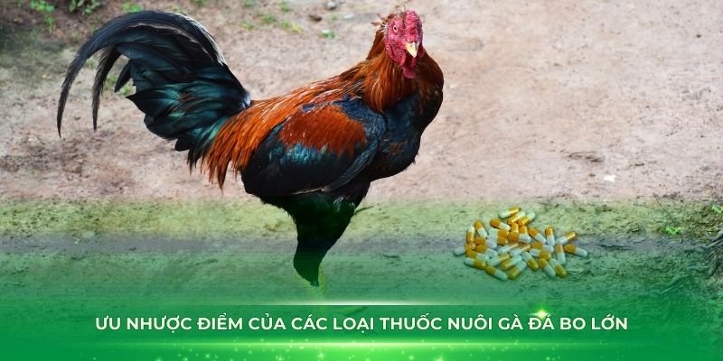 Đánh giá ưu nhược điểm của các loại thuốc nuôi gà đá bo lớn