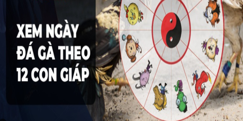 Chọn ngày đá gà dựa theo 12 con giáp