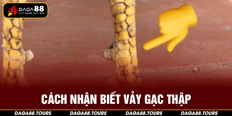 Cách nhận biết vảy gạc thập