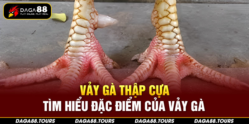 Vảy gà thập cưa