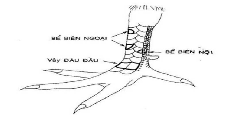 Đặc điểm của vảy gạc thập