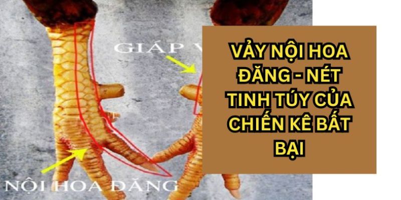 Đặc trưng cơ bản của chiến kê sở hữu vảy nội hoa đăng