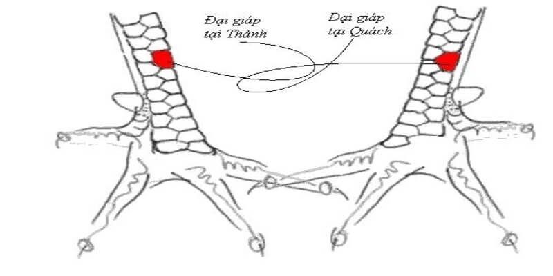 Đặc điểm nhận biết vảy kích giáp