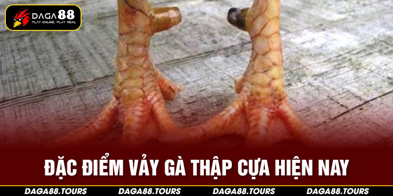 Đặc điểm vảy gà thập cựa là gì hiện nay