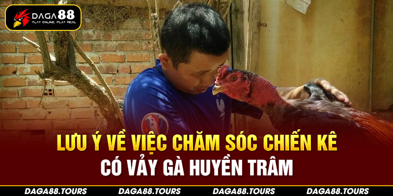 Lưu ý về việc chăm sóc chiến kê có vảy gà huyền trâm