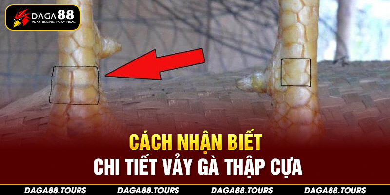 Cách nhận biết chi tiết vảy gà thập cựa là gì