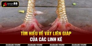 Vảy liên giáp của gà