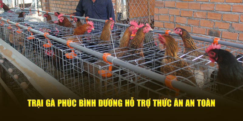 Trại gà Phúc Bình Dương hỗ trợ thức ăn an toàn 