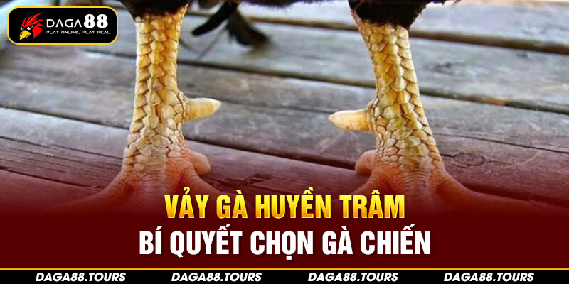 vảy gà huyền trâm