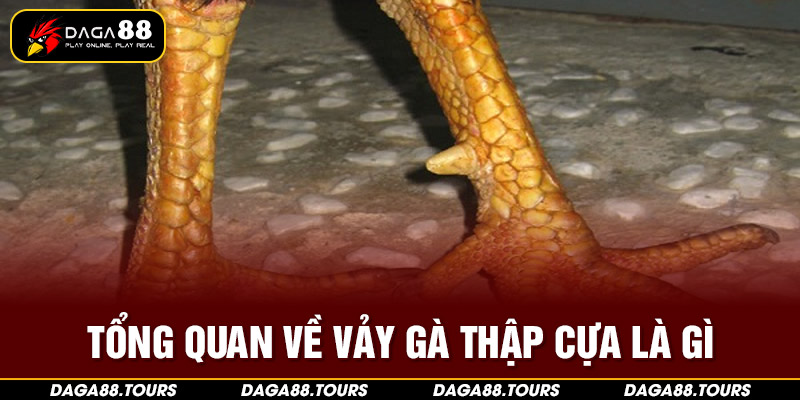 Tổng quan về vảy gà thập cựa là gì