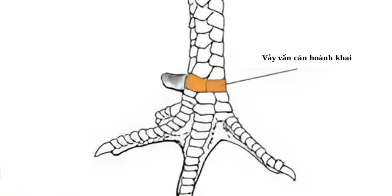 Vảy gà vấn cán hoành khai