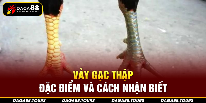 Vảy gạc thập ở gà