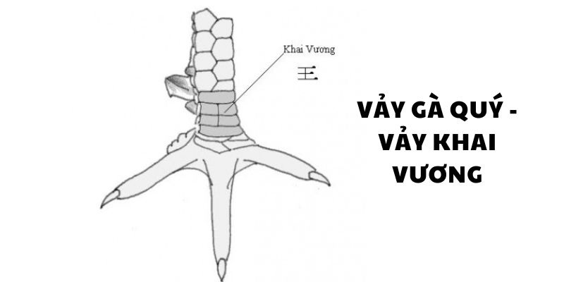 Giới thiệu thông tin cơ bản về vảy Khai Vương