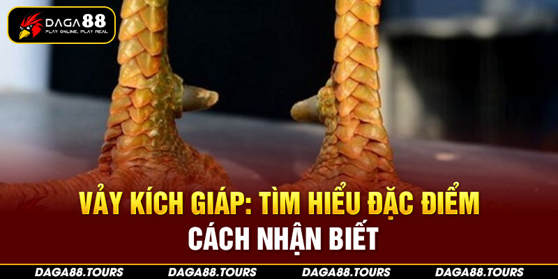 Tìm hiểu về vảy gà kích giáp