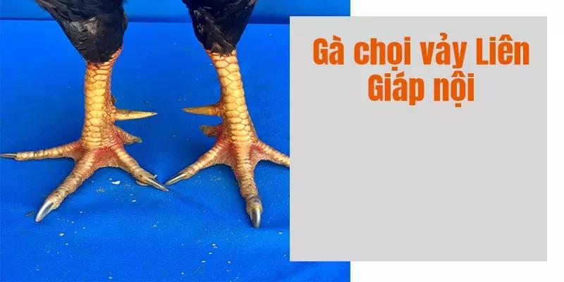 Biến thể liên giáp nội của gà