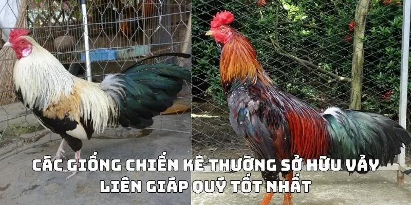 Ngoại hình và giống gà rất quan trọng