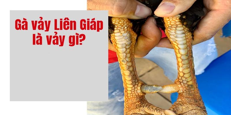 Đôi nét về vảy liên giáp của gà chọi