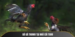 đá gà TG88